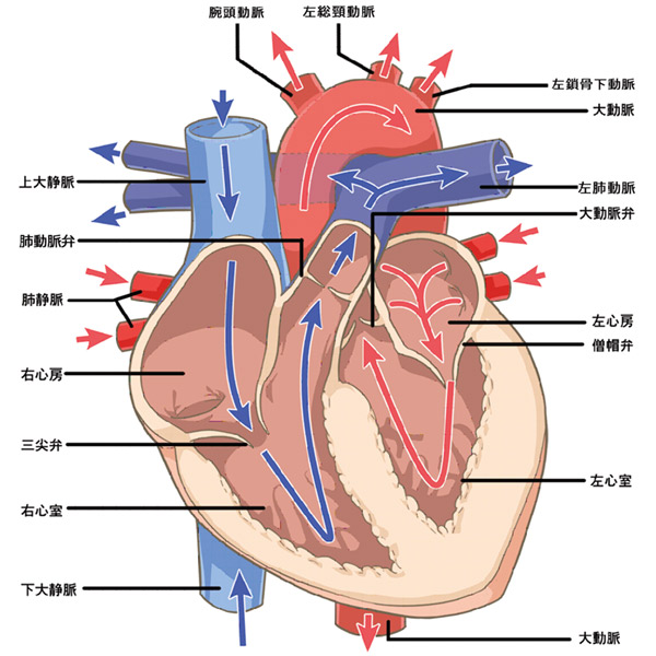 心臓のイメージ図
